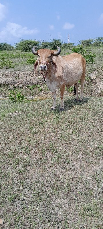 ગાયવેચવાનીછે વી...