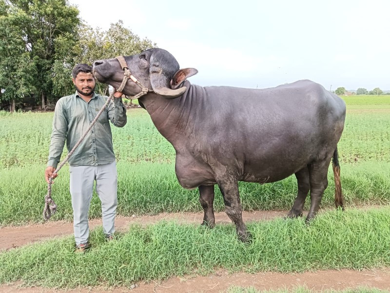 જાફરાબાદી ભેંસ...