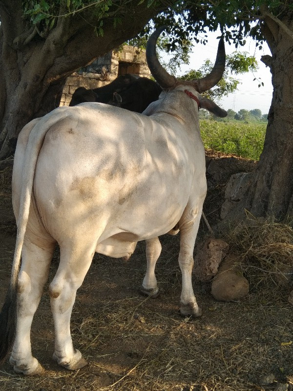 ગોઢલો વેચવાનો છ...