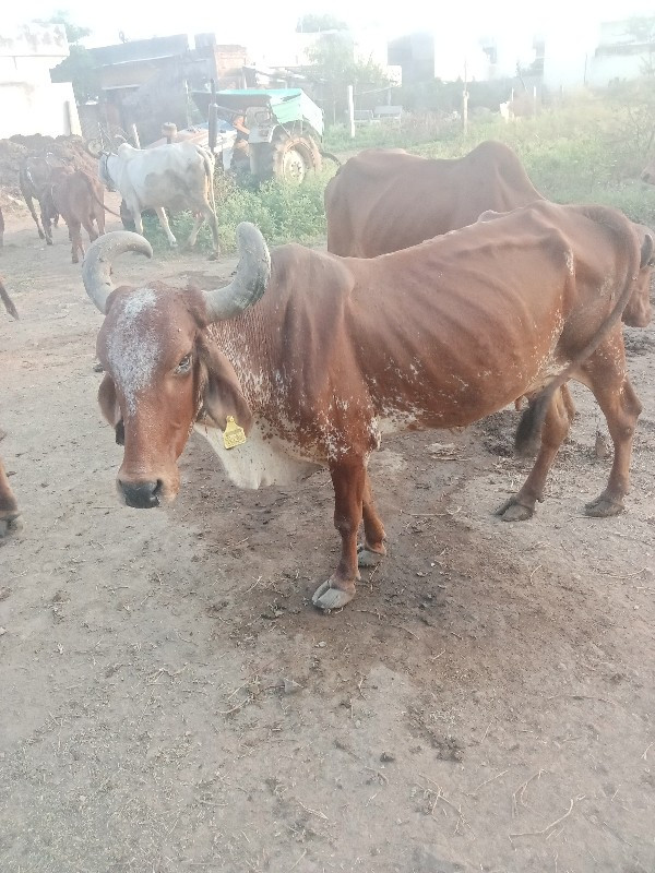 ગાય