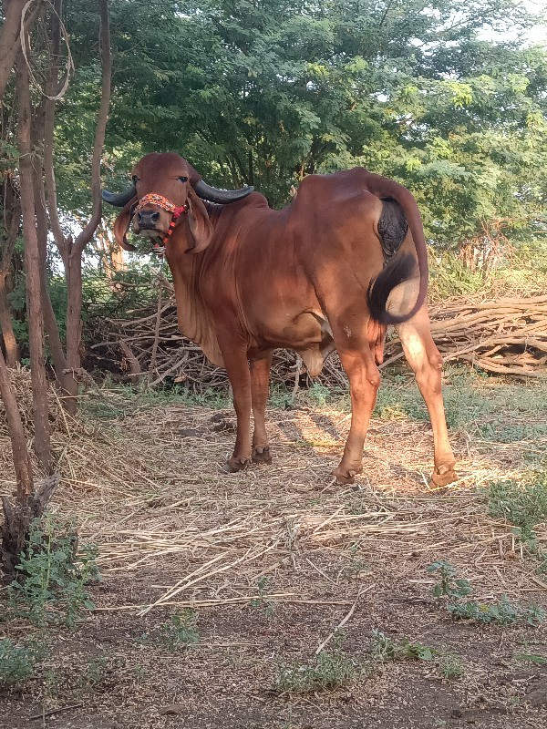 ગાય વેચવાની છે