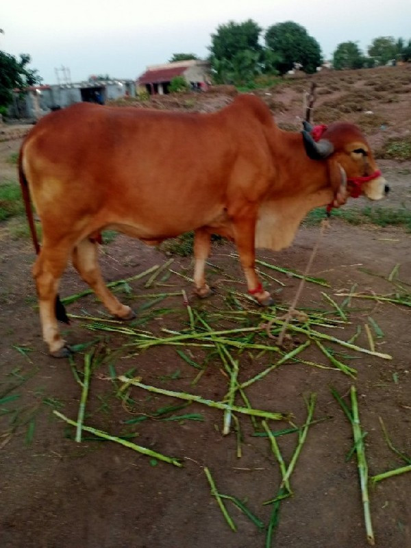 ગાય