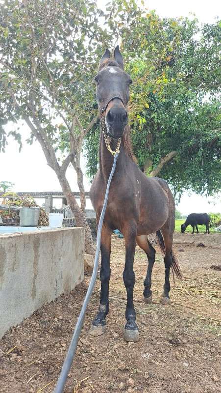 ghodi vechvani...