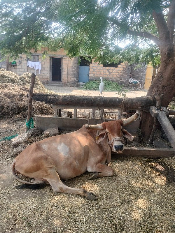 ગાય વેચવાની છે