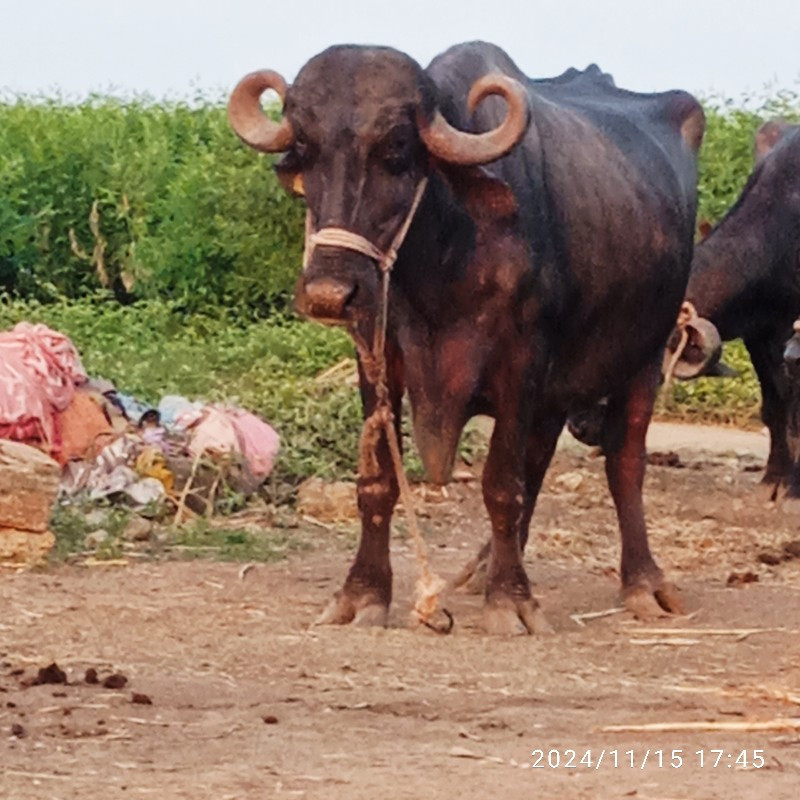 ભેસ વેસવાની સે