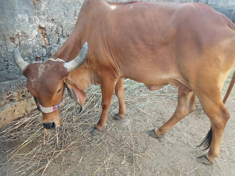 ગાય વૈચવાની છૈ