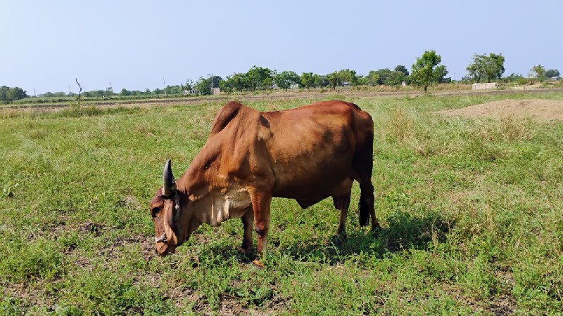 ગાય વેચવાની છે