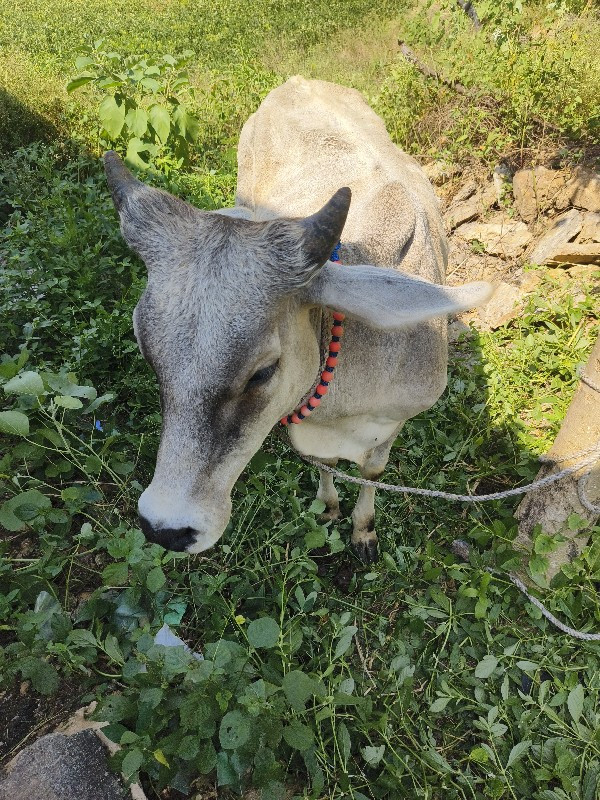 ગાય