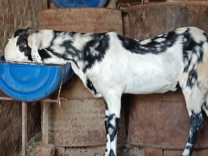 ગુજરી ફિમેલ