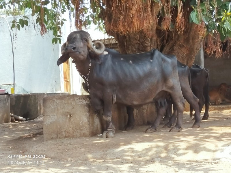 ભેંસ વેચવાની સે