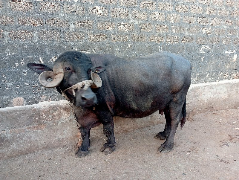 ભેંસ વેચવાની છે