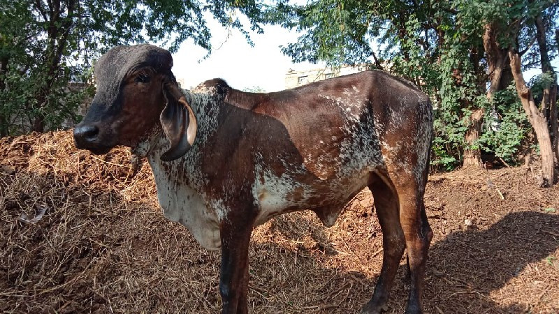 આ વાછડીયુ વેચવા...