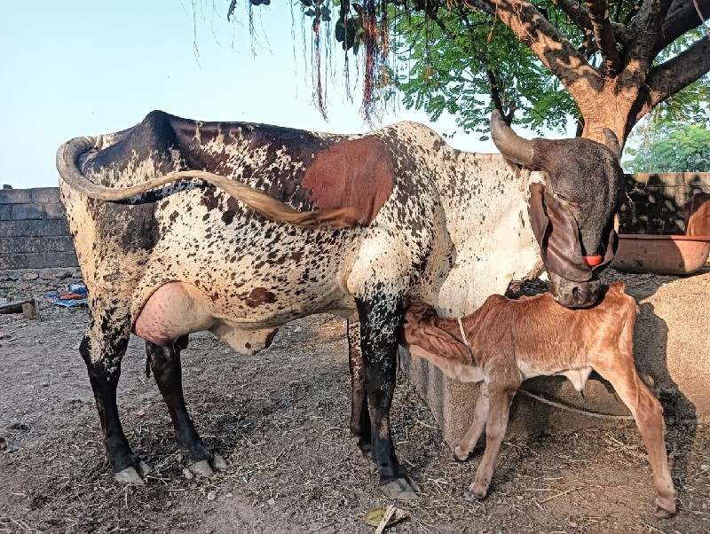 ગાય વેચવાની છે