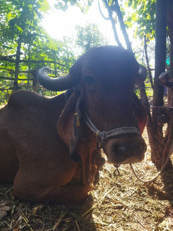 ગીર ગાયુ વેચવાન...