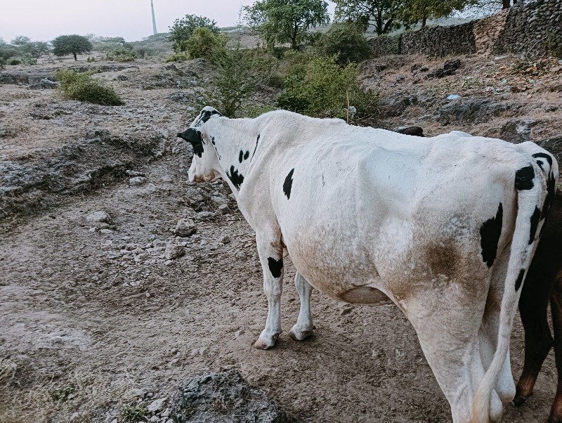 ગાય