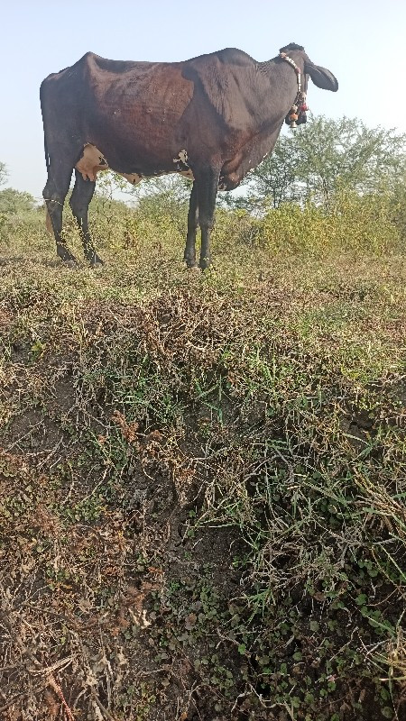 કાળી કૌચ