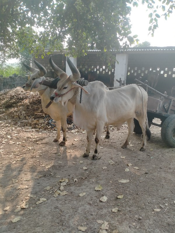 વાગડ વઢીયારા ની...