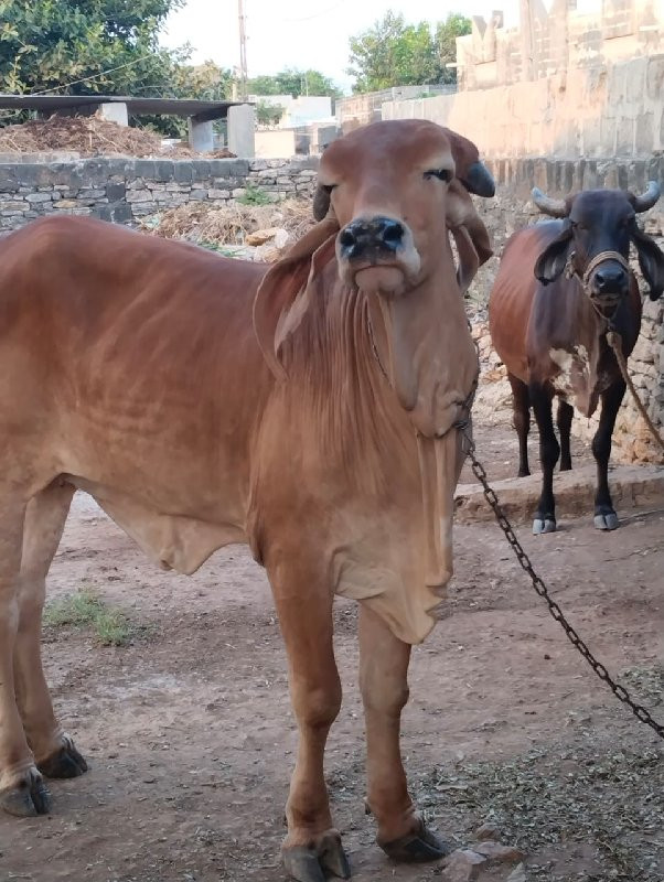 હોણકીવેસવાનીસે