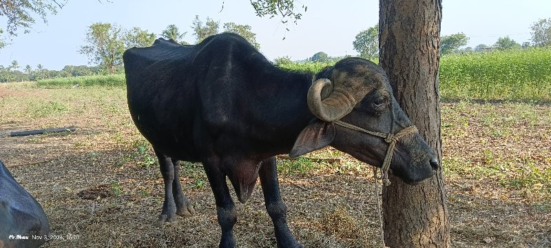 ભેંસ જાફરાબાદી