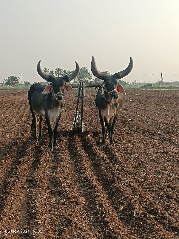 બળદ