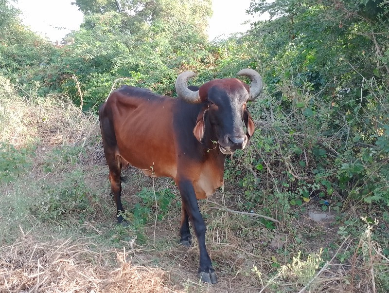 ગાય વેચવાની છે...