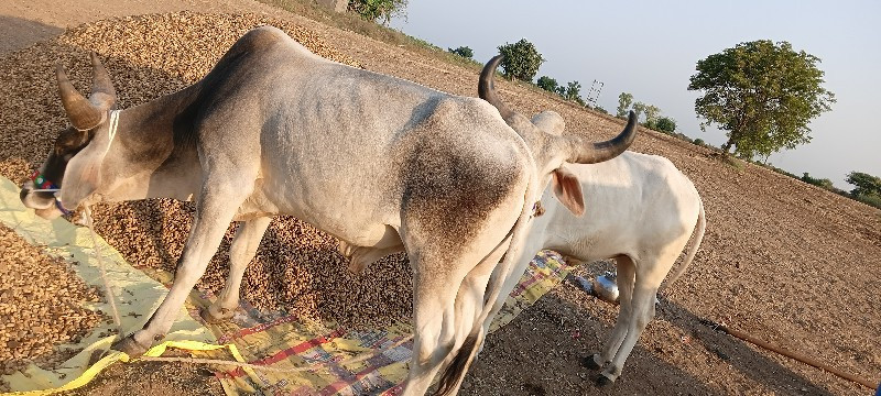 ગોઢલા વેચવા ના...