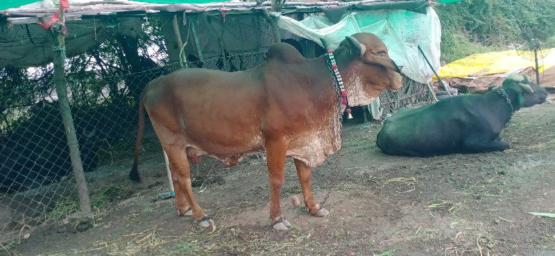 ગાય વેચવાની છે