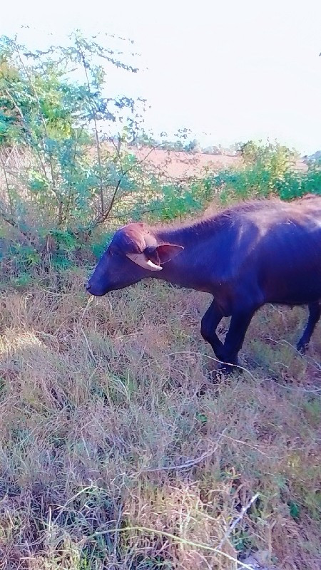 પાડો