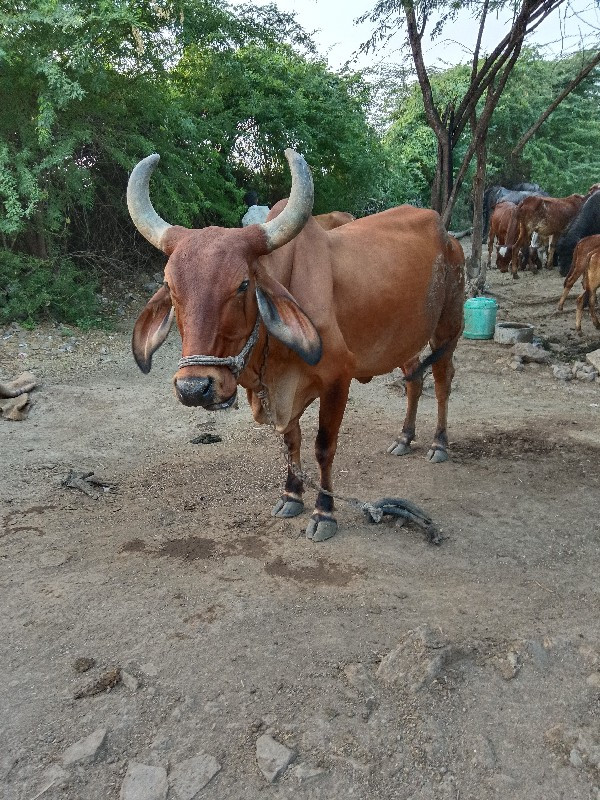 ગાય વેચવાની છે.