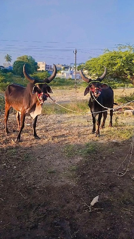 બળદના છે