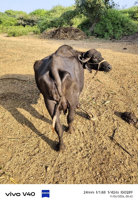 ભેશ વેચવા ની છે