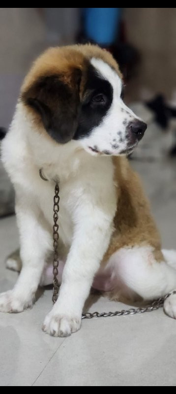 St Bernard