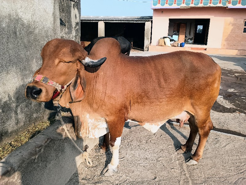 ગીર ગાય