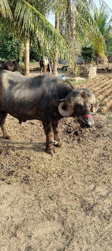 પાડો વેચવા નો છ...