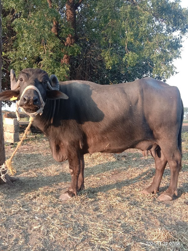 વેસવાની