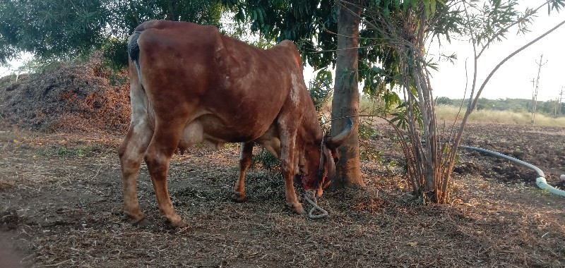 સોનકપિલો