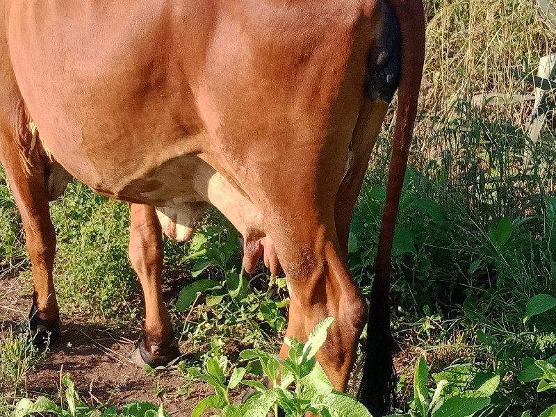 ગાય વેચવા ની છે...