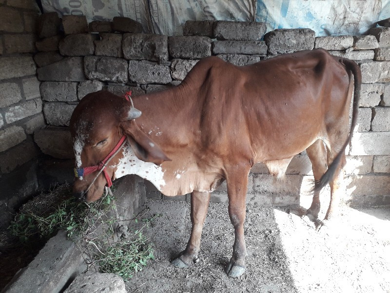 ગોરિયોબરદવેચવાન...