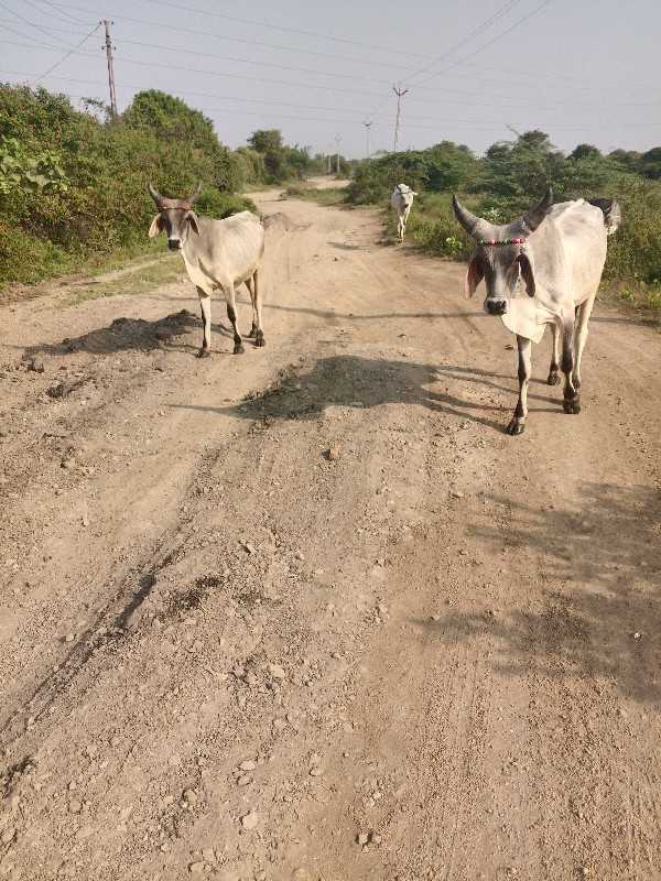 વાછરડા વેચવા ના...