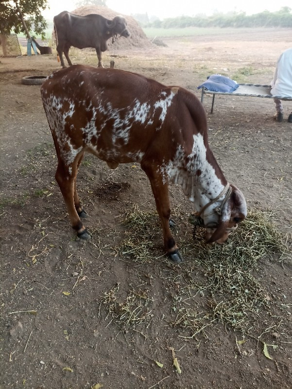 વાસડી વેસવાનીસે...