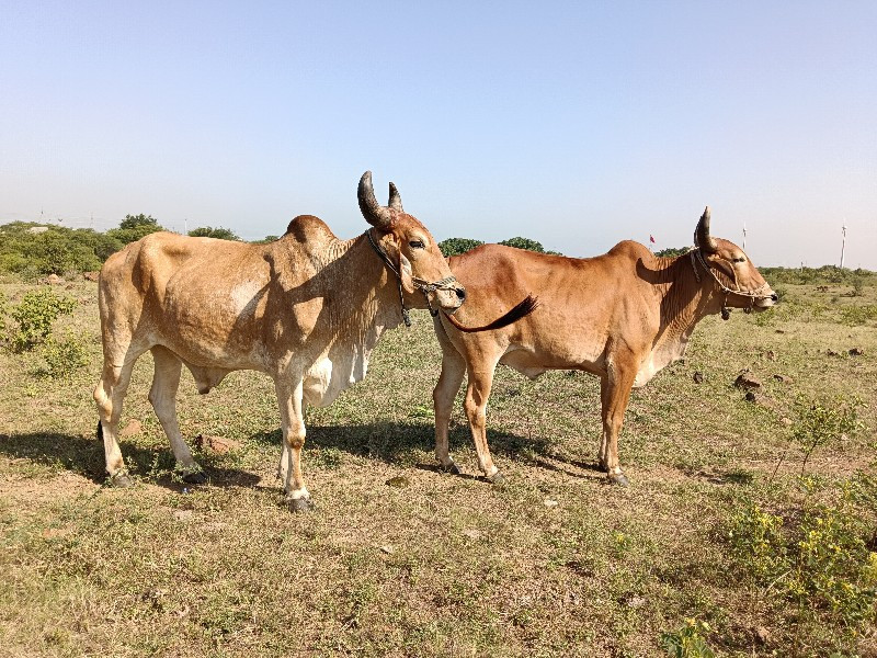 બળદ વેચવાના છે