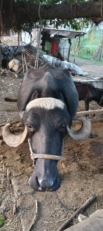 સારી કોલેટી ની...