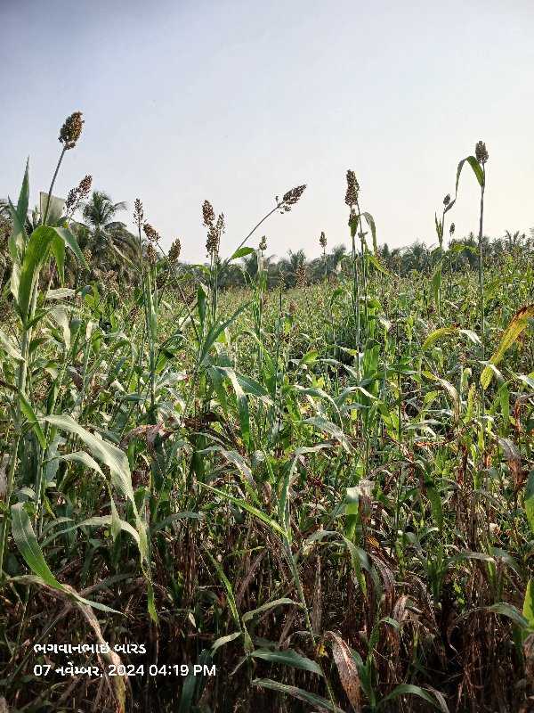 જૂવાર લીલો ચારો