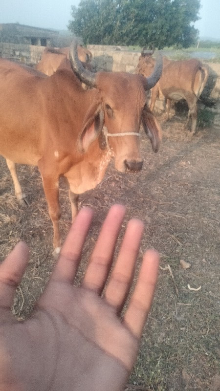 ગાય વેચવાની છે