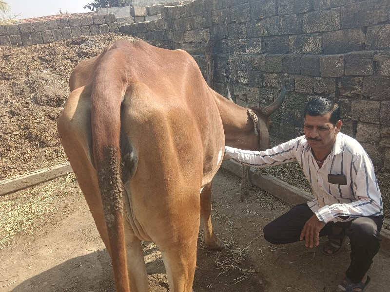 તખુભા જાડેજા