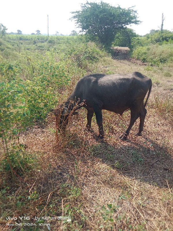 પાડો વેચવાનો છે