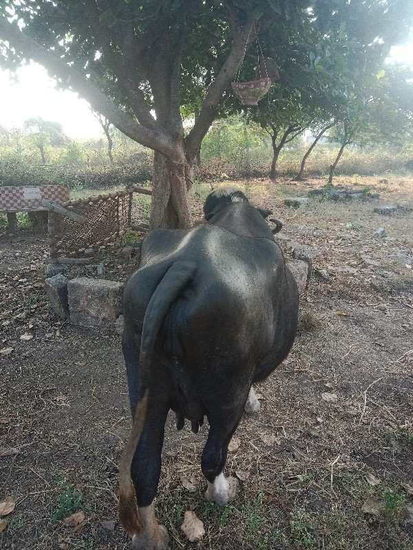 નવ સુદ્રી ભેંસ