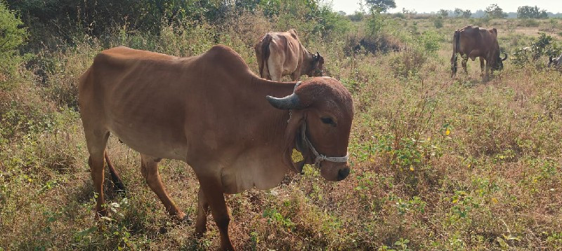 ગીર ગાય