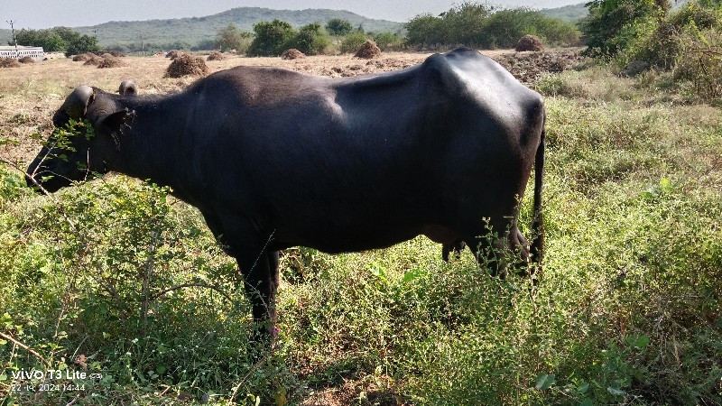 ભેંસ વેચવાની છે