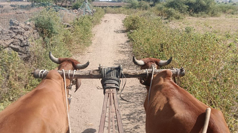 ગોઢલા વેચવાના છ...